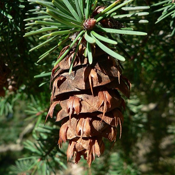 Rare Boreal Forest Trees – Douglas Fir – Pseudotsuga menziesii Rare Boreal Forest Trees - Douglas Fir - Pseudotsuga menziesii
