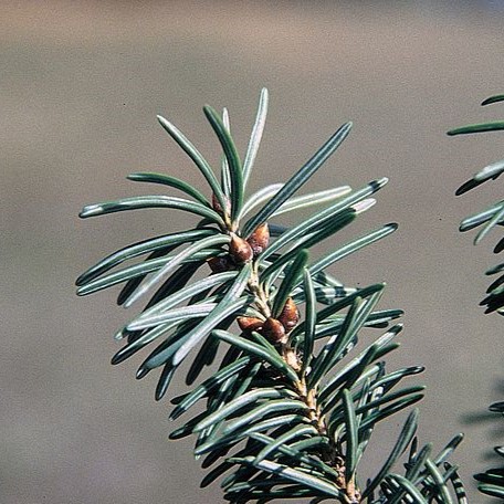Rare Boreal Forest Trees – Rocky Mountain Douglas Fir – Pseudotsuga menziesii var glauca Rare Boreal Forest Trees - Rocky Mountain Douglas Fir - Pseudotsuga menziesii var glauca