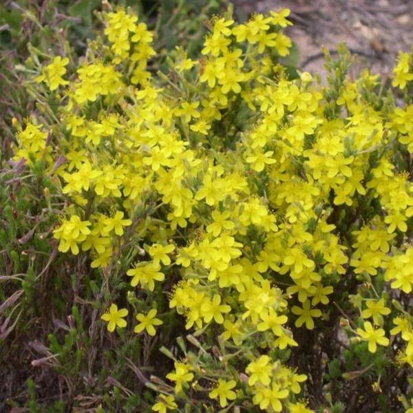 Borea Forest Shrubs – Beach Heather – Hudsonia tomentosa Borea Forest Shrubs - Beach Heather - Hudsonia tomentosa