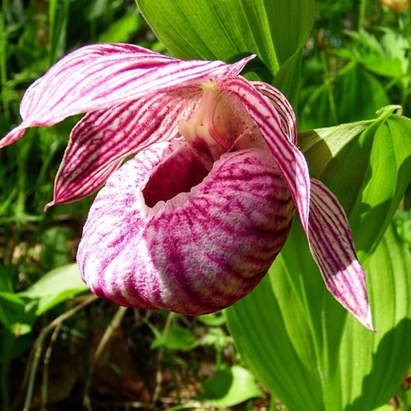 Boreal Forest Herbs & Wildflowers – Cypripedium reginae – Ladys Slipper Boreal Forest Herbs & Wildflowers - Cypripedium reginae - Ladys Slipper