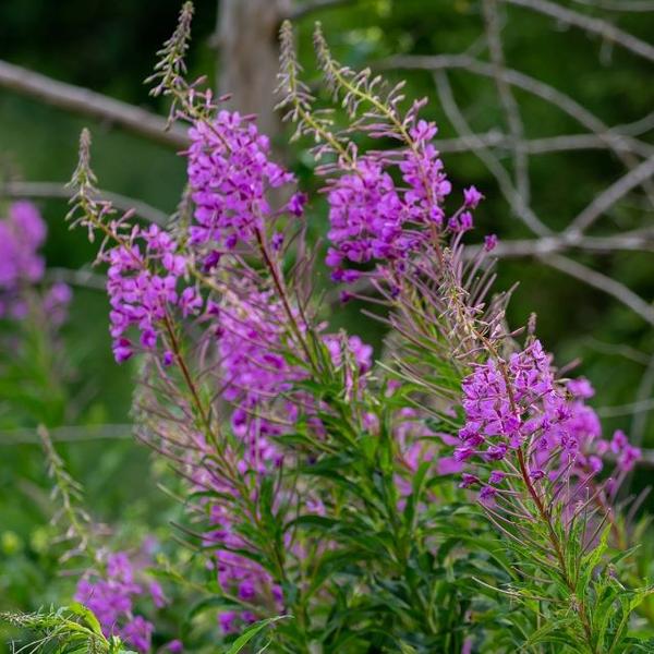 Boreal Forest Herbs & Wildflowers – Epilobium angustifolium – Fireweed Boreal Forest Herbs & Wildflowers - Epilobium angustifolium - Fireweed