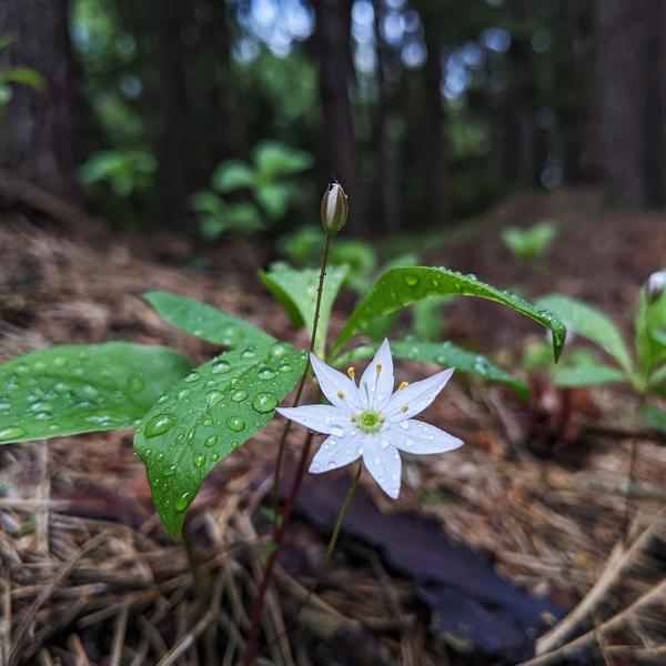 Boreal Forest Herbs & Wildflowers – Trientalis borealis – Northern Starflower Boreal Forest Herbs & Wildflowers - Trientalis borealis - Northern Starflower