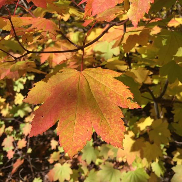 Boreal Forest Shrubs – Acer circinatum – Vine Maple Boreal Forest Shrubs - Acer circinatum - Vine Maple