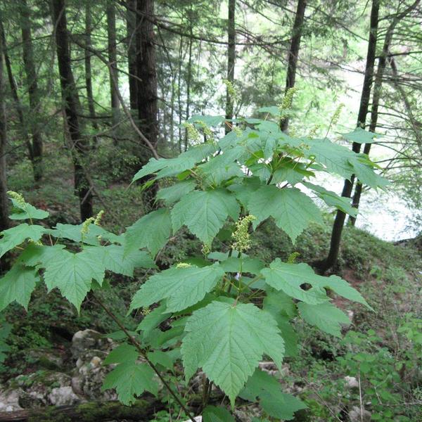 Boreal Forest Shrubs – Acer spicatum – Mountain Maple Boreal Forest Shrubs - Acer spicatum - Mountain Maple