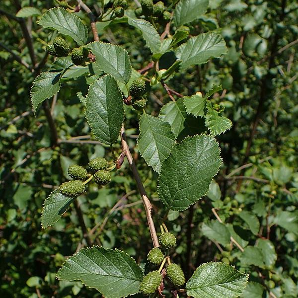 Boreal Forest Shrubs – Alnus alnobetula – Green Alder Boreal Forest Shrubs - Alnus alnobetula - Green Alder