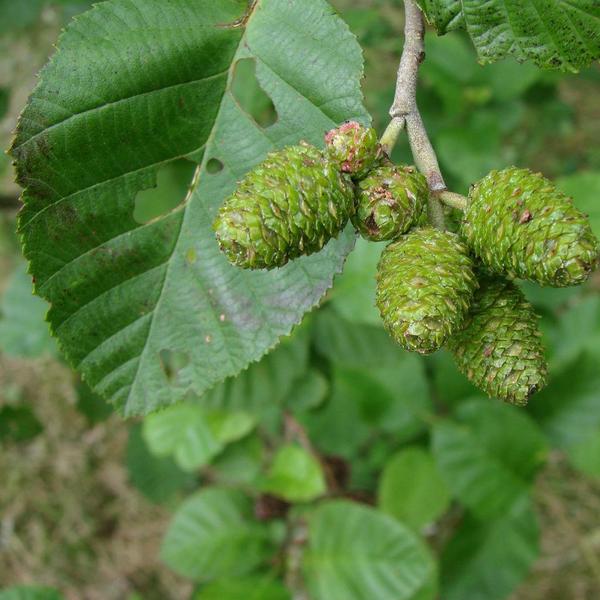 Boreal Forest Shrubs – Alnus incana – Speckled Alder Boreal Forest Shrubs - Alnus incana - Speckled Alder