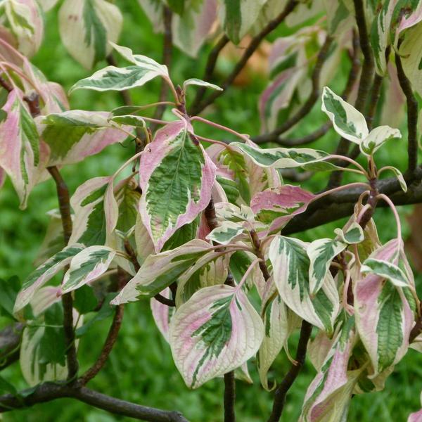 Boreal Forest Shrubs – Alternate Leaf Dogwood – Cornus alternifolia Boreal Forest Shrubs - Alternate Leaf Dogwood - Cornus alternifolia