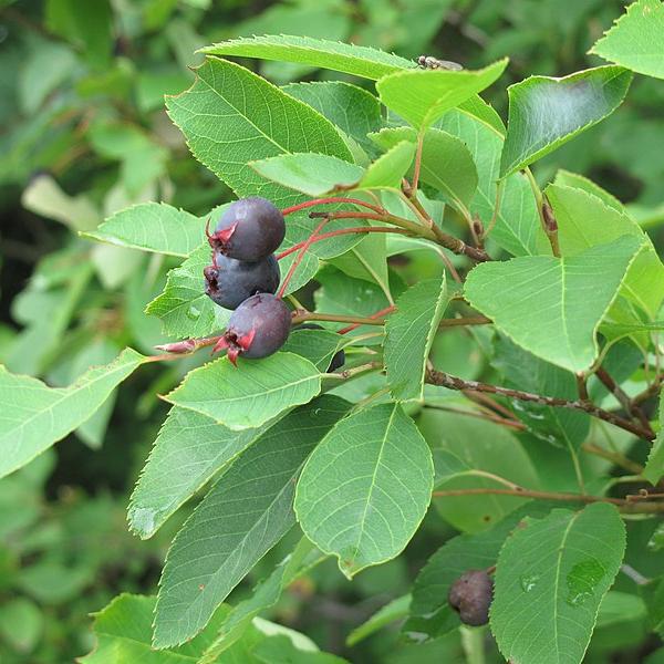 Boreal Forest Shrubs – Amelanchier bartramiana – Mountain Serviceberry Boreal Forest Shrubs - Amelanchier bartramiana - Mountain Serviceberry