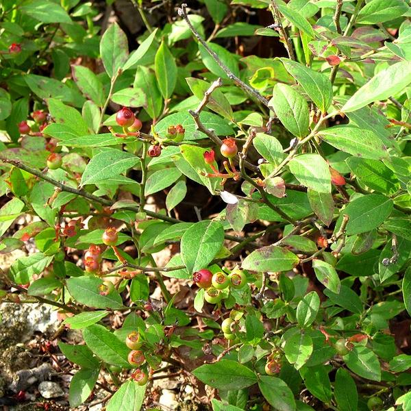 Boreal Forest Shrubs – Amelanchier humilis – Low serviceberry