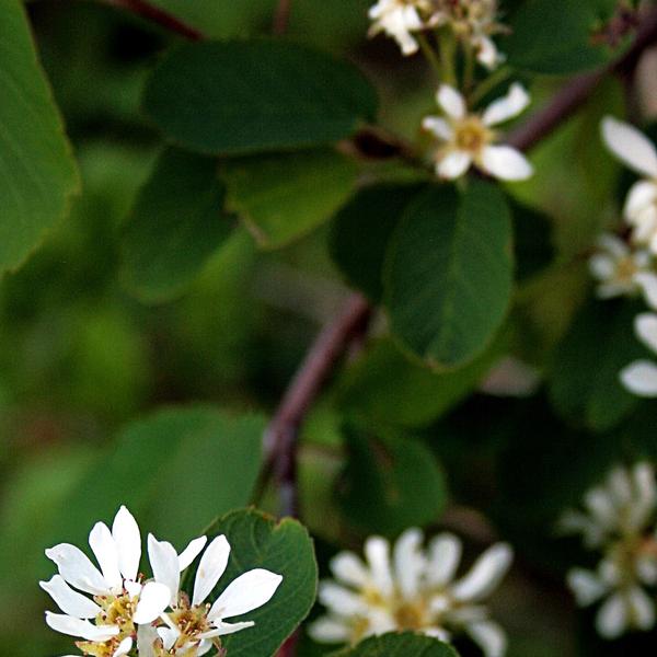 Boreal Forest Shrubs – Amelanchier sanguinea – Roundleaf Serviceberry Boreal Forest Shrubs - Amelanchier sanguinea - Roundleaf Serviceberry