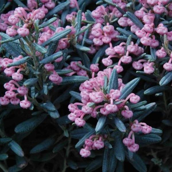 Boreal Forest Shrubs – Andromeda polifolia – Bog Rosemary Boreal Forest Shrubs - Andromeda polifolia - Bog Rosemary