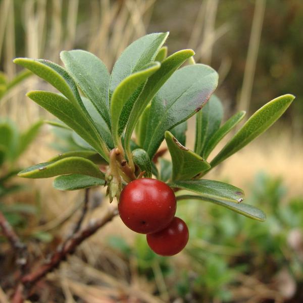 Boreal Forest Shrubs – Arctostaphylos uva-ursi – Bearberry Boreal Forest Shrubs - Arctostaphylos uva-ursi - Bearberry