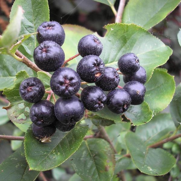 Boreal Forest Shrubs – Aronia melanocarpa – Black Chokecherry Boreal Forest Shrubs - Aronia melanocarpa - Black Chokecherry