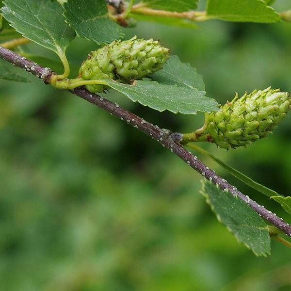 Boreal Forest Shrubs – acBetula glandulosa – American Dwarf Birch Boreal Forest Shrubs - acBetula glandulosa - American Dwarf Birch