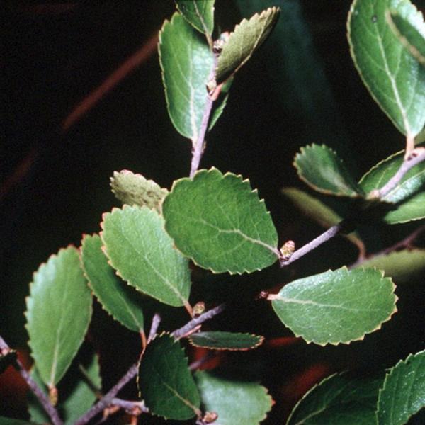 Boreal Forest Shrubs – Betula pumila – Bog Birch Boreal Forest Shrubs - Betula pumila - Bog Birch