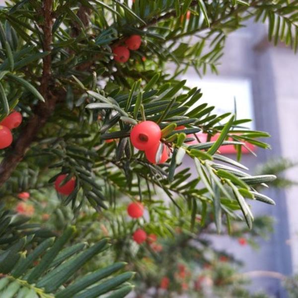 Boreal Forest Shrubs – Canada-Yew-Taxus-canadensis Boreal Forest Shrubs - Canada-Yew-Taxus-canadensis