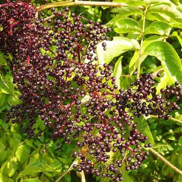 Boreal Forest Shrubs – Canadian Elderberry – sambucus nigra canadensis Boreal Forest Shrubs - Canadian Elderberry - sambucus nigra canadensis
