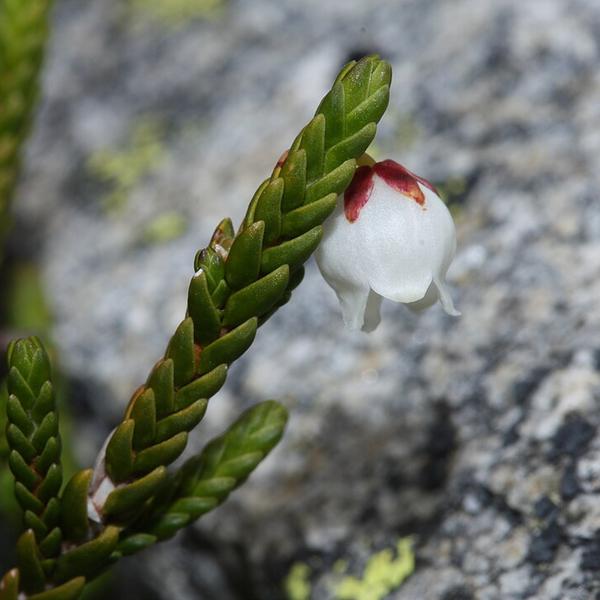 Boreal Forest Shrubs – Cassiope mentensiana – White Mountain Heather Boreal Forest Shrubs - Cassiope mentensiana - White Mountain Heather