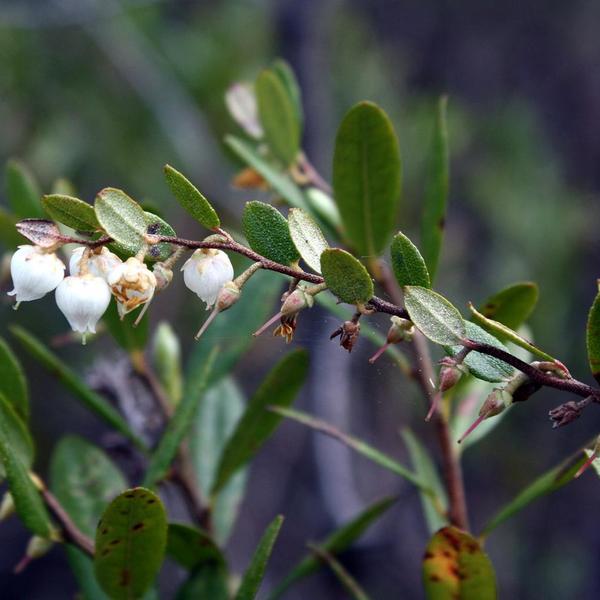 Boreal Forest Shrubs – Chamaedaphne calyculata – Leatherleaf Boreal Forest Shrubs - Chamaedaphne calyculata - Leatherleaf