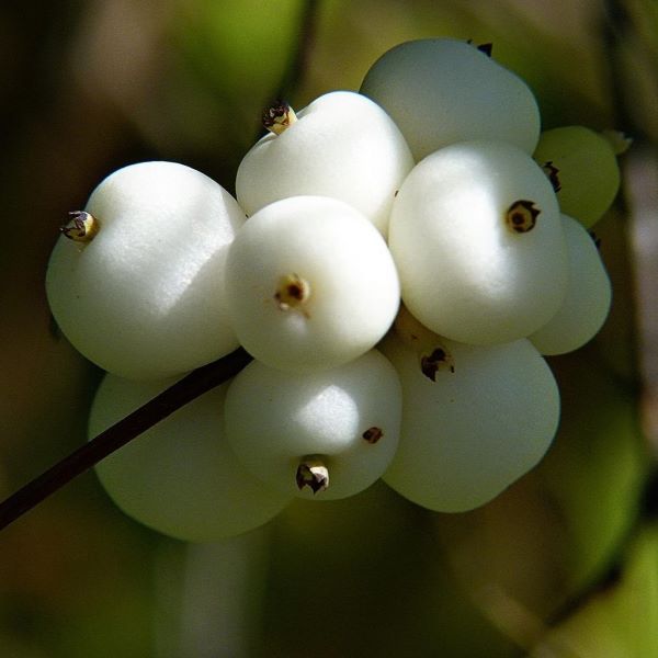 Boreal Forest Shrubs – Common Snowberry – Symphoricarpos albus Boreal Forest Shrubs - Common Snowberry - Symphoricarpos albus