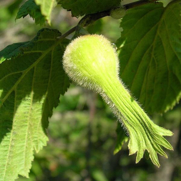 Boreal Forest Shrubs – Corylus Boreal Forest Shrubs - Corylus