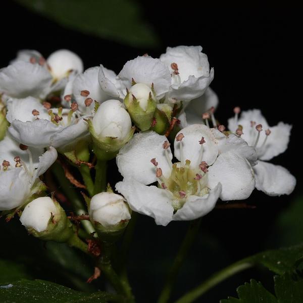 Boreal Forest Shrubs – Cratageous douglasii -Black Hawthorn Boreal Forest Shrubs - Cratageous douglasii -Black Hawthorn