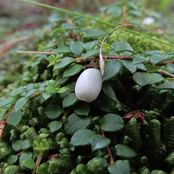 Boreal Forest Shrubs – Creeping Snowberry – Gaultheria hispidula Boreal Forest Shrubs - Creeping Snowberry - Gaultheria hispidula