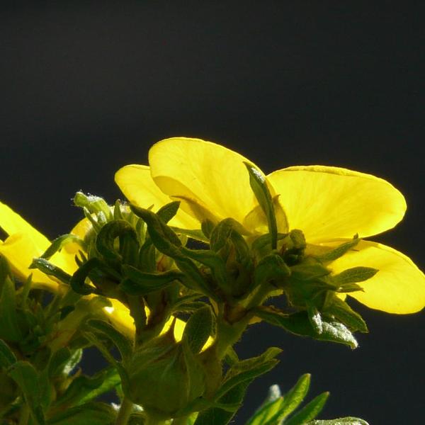Boreal Forest Shrubs – Dasiphora fruticosa – Shrubby Cinquefoil Boreal Forest Shrubs - Dasiphora fruticosa - Shrubby Cinquefoil