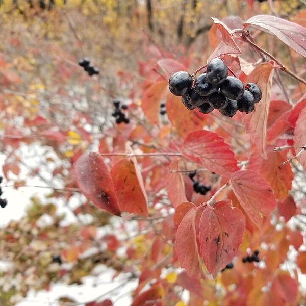 Boreal Forest Shrubs – Downy Arrowwood – Viburnum r Boreal Forest Shrubs - Downy Arrowwood - Viburnum r