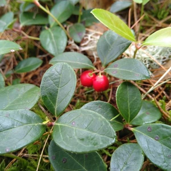 Boreal Forest Shrubs – Eastern Teaberry – Gaultheria procumbens Boreal Forest Shrubs - Eastern Teaberry - Gaultheria procumbens