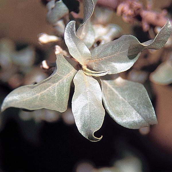 Boreal Forest Shrubs – Elaeagnus commutata – Silverberry Boreal Forest Shrubs - Elaeagnus commutata - Silverberry