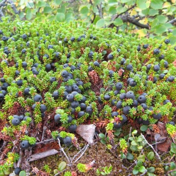 Boreal Forest Shrubs – Empetrum nigrum – Crowberry Boreal Forest Shrubs - Empetrum nigrum - Crowberry