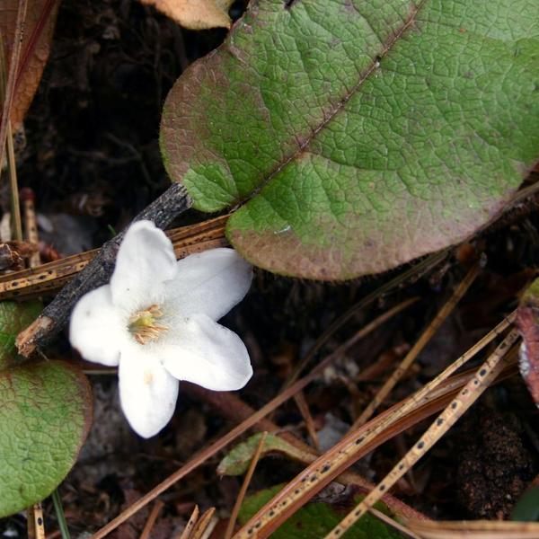 Boreal Forest Shrubs – Epigaea repens – Trailing Arbutus Boreal Forest Shrubs - Epigaea repens - Trailing Arbutus