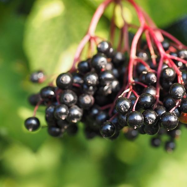 Boreal Forest Shrubs – European Elderberry – Sambucus nigra Boreal Forest Shrubs - European Elderberry - Sambucus nigra