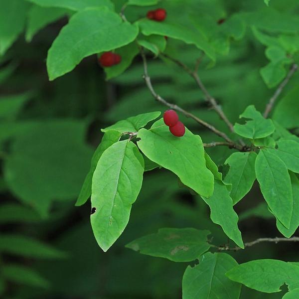 Boreal Forest Shrubs – Fly Honeysuckle – lonicera canadensis Boreal Forest Shrubs - Fly Honeysuckle - lonicera canadensis