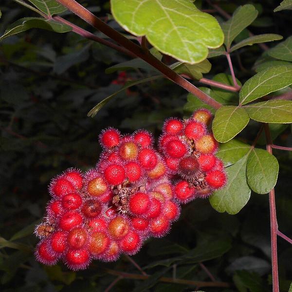 Boreal Forest Shrubs – Fragrant Sumac – Rhus aromatica Boreal Forest Shrubs - Fragrant Sumac - Rhus aromatica
