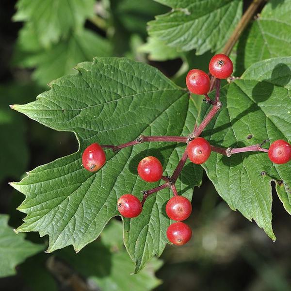 Boreal Forest Shrubs – Guelder-Rose-Viburnum-opulus Boreal Forest Shrubs - Guelder-Rose-Viburnum-opulus