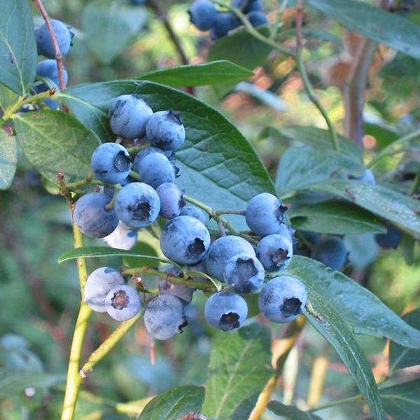 Boreal Forest Shrubs – Highbush Blueberry – Vaccinium_corymbosum Boreal Forest Shrubs - Highbush Blueberry - Vaccinium_corymbosum