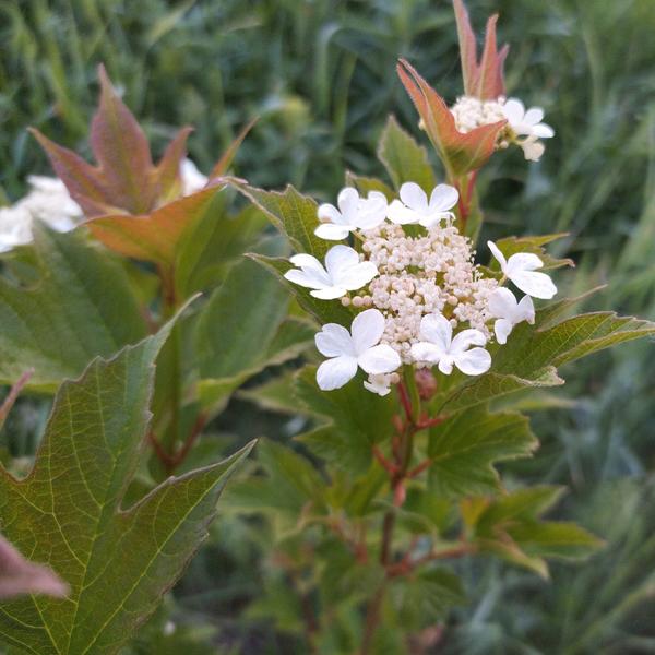 Boreal Forest Shrubs – Highbush Cranberry – Viburnum trilobum Boreal Forest Shrubs - Highbush Cranberry - Viburnum trilobum