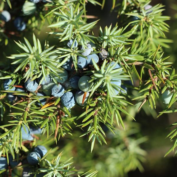 Boreal Forest Shrubs – Juniperus communis – Common Juniper Boreal Forest Shrubs - Juniperus communis - Common Juniper