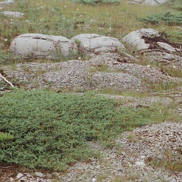 Boreal Forest Shrubs – Juniperus horizontalis – Creeping Juniper Boreal Forest Shrubs - Juniperus horizontalis - Creeping Juniper