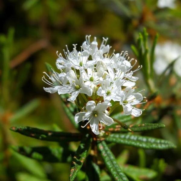 Boreal Forest Shrubs – LabradorTea_Rhododendron-groenlandicum Boreal Forest Shrubs - LabradorTea_Rhododendron-groenlandicum