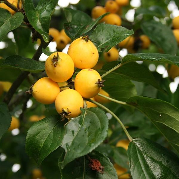Boreal Forest Shrubs – Malus Baccata – Siberian Crabapple Boreal Forest Shrubs - Malus Baccata - Siberian Crabapple