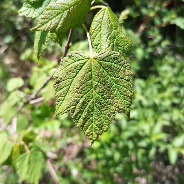Boreal Forest Shrubs – Mooseberry – Boreal Forest Shrubs - Mooseberry -