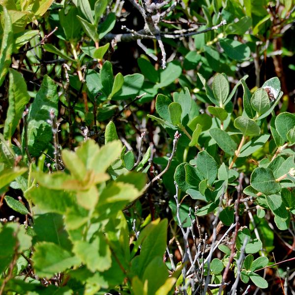 Boreal Forest Shrubs – Mountain Fly Honeysuckle – lonicera villosa Boreal Forest Shrubs - Mountain Fly Honeysuckle - lonicera villosa