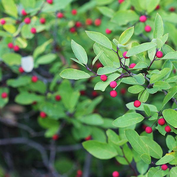 Boreal Forest Shrubs – Mountain Holly – Ilex Mucronata Boreal Forest Shrubs - Mountain Holly - Ilex Mucronata
