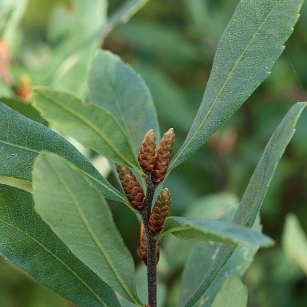 Boreal Forest Shrubs – Myrica gale -Sweet Gale Boreal Forest Shrubs - Myrica gale -Sweet Gale