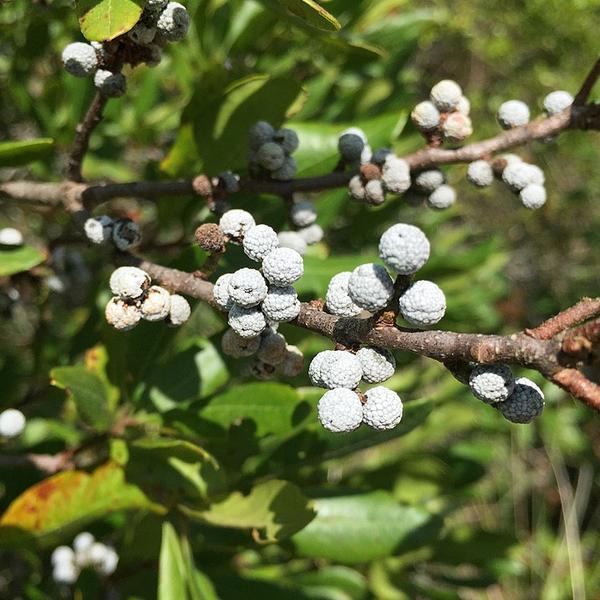 Boreal Forest Shrubs – Myrica pensylvanica – Northern Bayberry Boreal Forest Shrubs - Myrica pensylvanica - Northern Bayberry