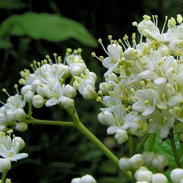 Boreal Forest Shrubs – Nannyberry-Viburnum-Lentago Boreal Forest Shrubs - Nannyberry-Viburnum-Lentago