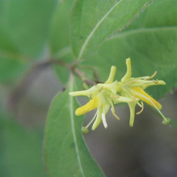 Boreal Forest Shrubs – Northern Bush Honeysuckle – Diervilla lonicera Boreal Forest Shrubs - Northern Bush Honeysuckle - Diervilla lonicera